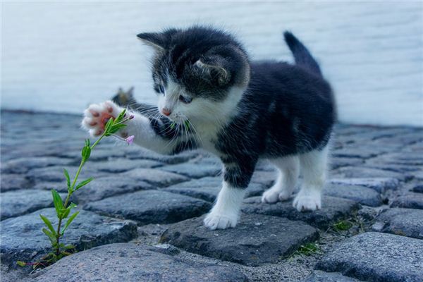 梦见猫下崽是什么意思