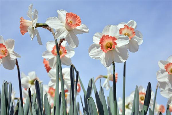 梦见水仙花是什么意思