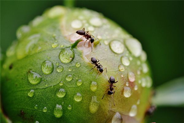 梦见消灭蚂蚁是什么意思