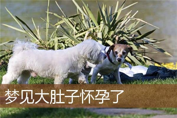 梦见大肚子怀孕了是什么意思