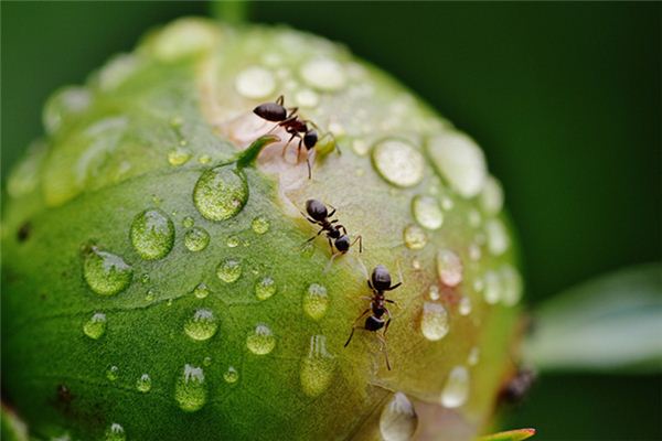 梦见好多虫子是什么意思