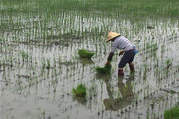 梦见女人栽秧是什么意思