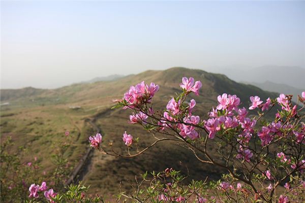 梦见映山红是什么意思