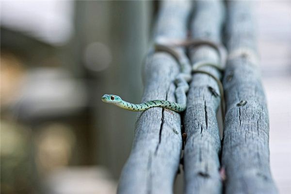 梦见别人杀蛇是什么意思