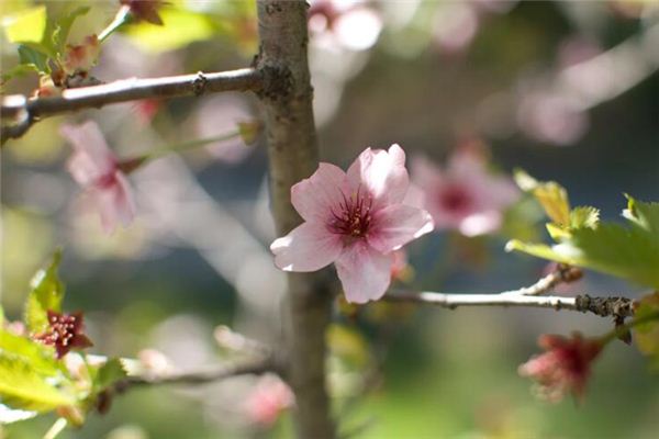 梦见枣树开花是什么意思