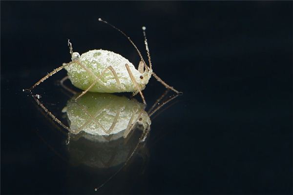 梦见抓虱子是什么意思