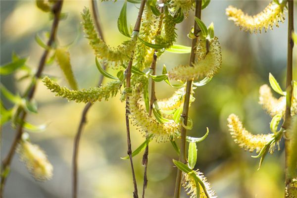 梦见柳树开花是什么意思