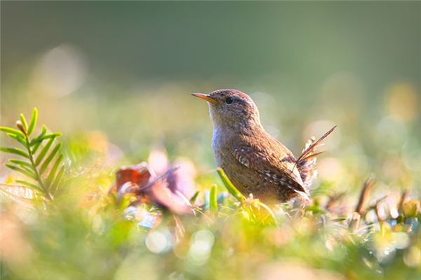 梦见小鸟死了是什么意思