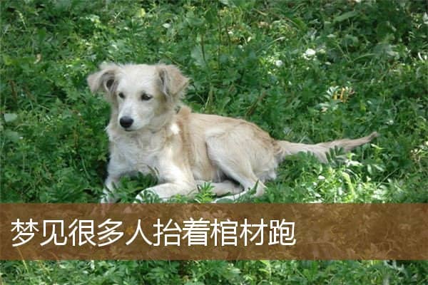 梦见很多人抬着棺材跑是什么意思