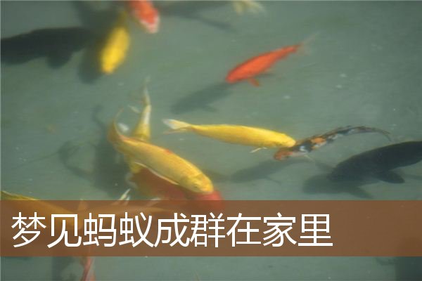 梦见蚂蚁成群在家里是什么意思