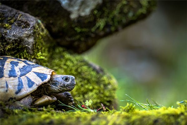 梦见孕妇乌龟是什么意思