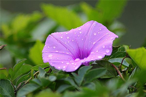 梦见牵牛花是什么意思