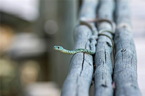 梦见蛇挡路是什么意思