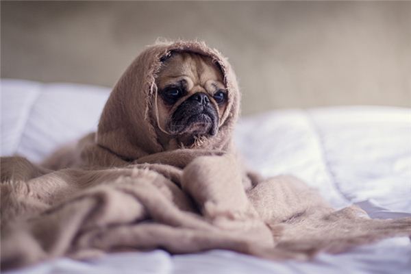 梦见别人杀狗是什么意思