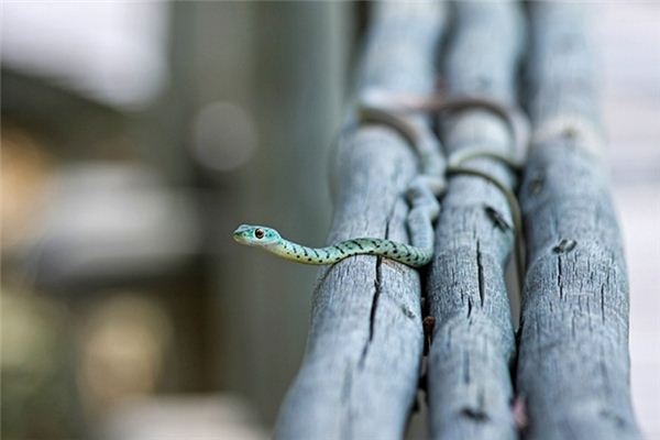 梦见青蛇咬自己是什么意思