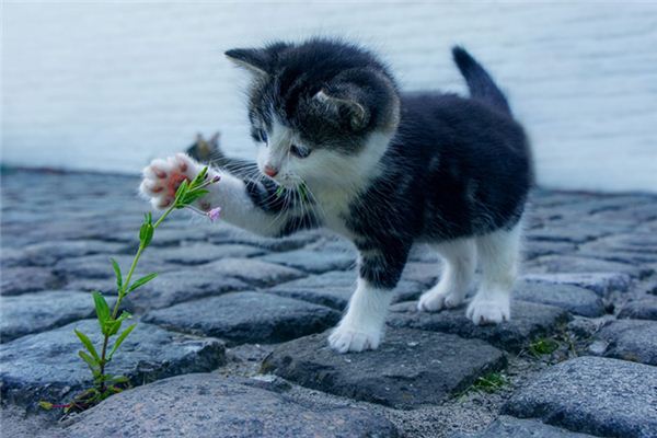 梦见小猫病了是什么意思