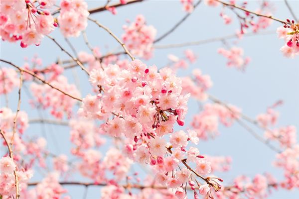 梦见枯树开花是什么意思