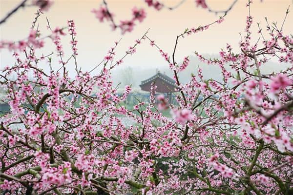 梦见桃花开是什么意思