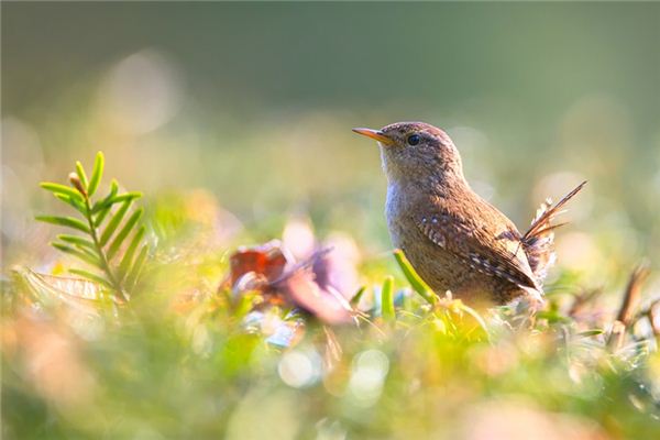 梦见鸟死了是什么意思