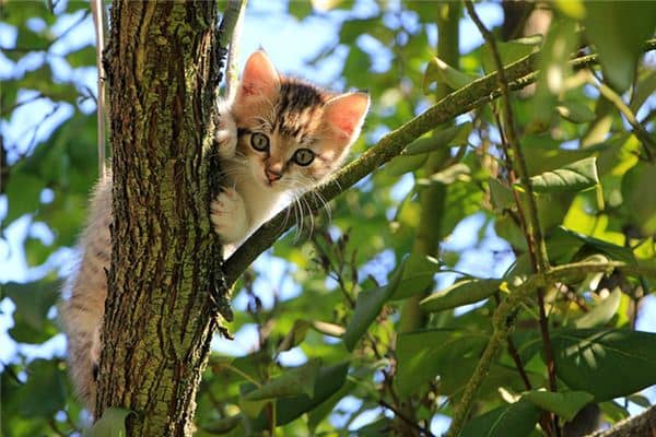 梦见我在找猫是什么意思