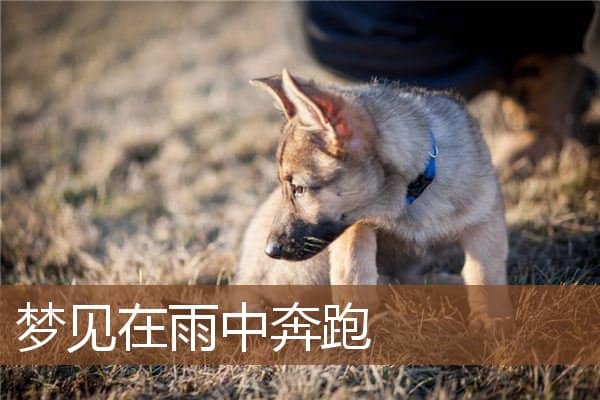 梦见在雨中奔跑是什么意思