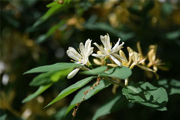 梦见金银花是什么意思