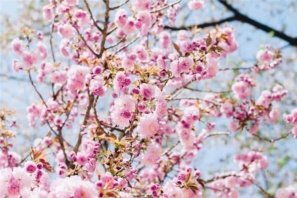 孕妇梦见桃花生男生女是什么意思