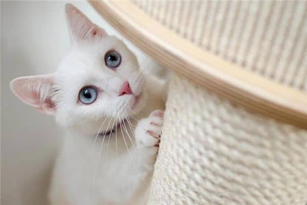 孕妇梦见白色的猫是什么意思