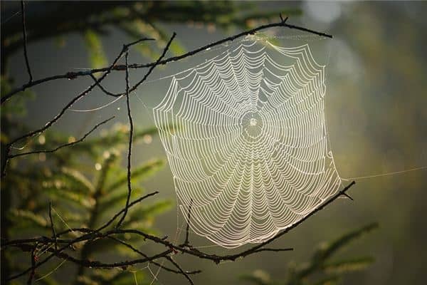 孕妇梦见蜘蛛网是什么意思