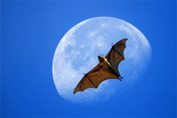 孕妇梦见蝙蝠是什么意思