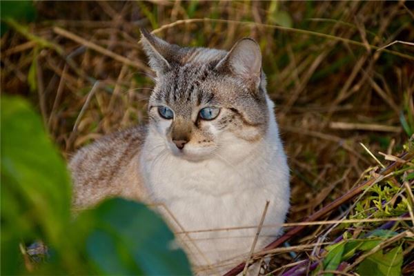 梦见被猫攻击是什么意思