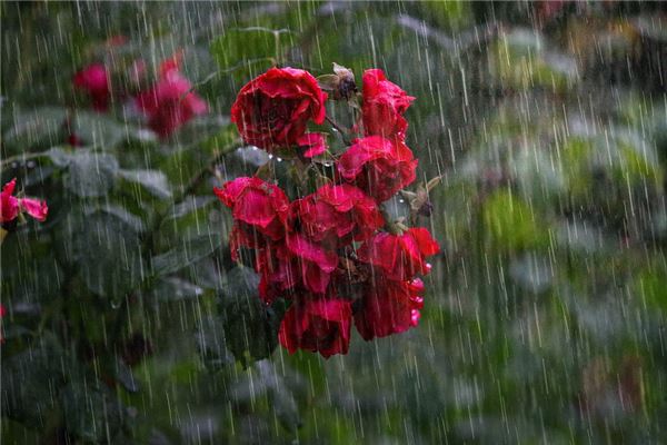 梦见下大雨,打开窗子一直看着下雨