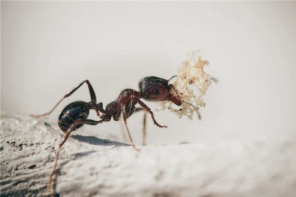 梦见地震蚂蚁搬家是什么意思