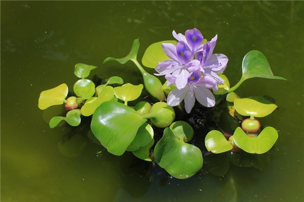 梦到了水葫芦是什么意思