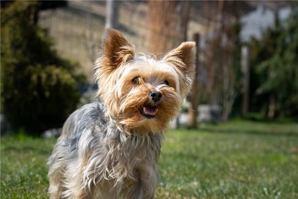 梦到幼犬是什么意思