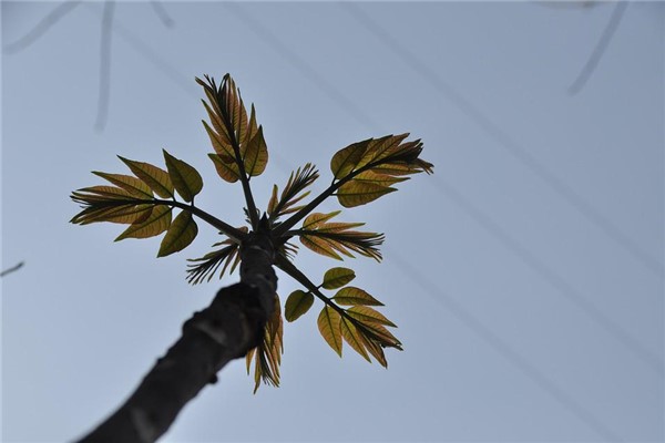 梦到了摘香椿是什么意思