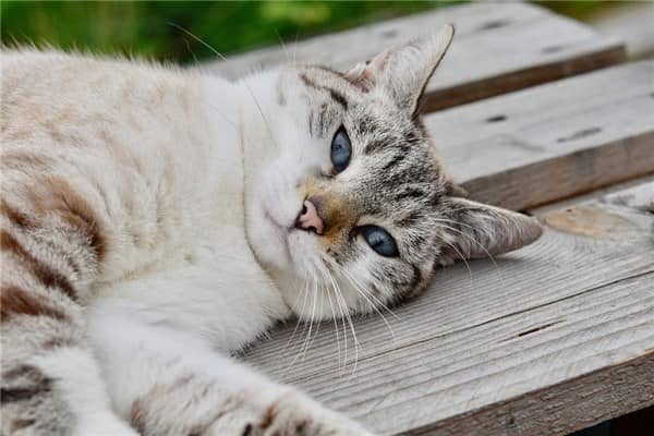 梦到猫进家门是什么意思