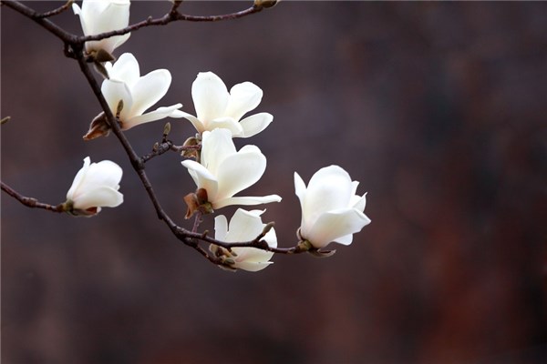 梦到了白玉兰花是什么意思