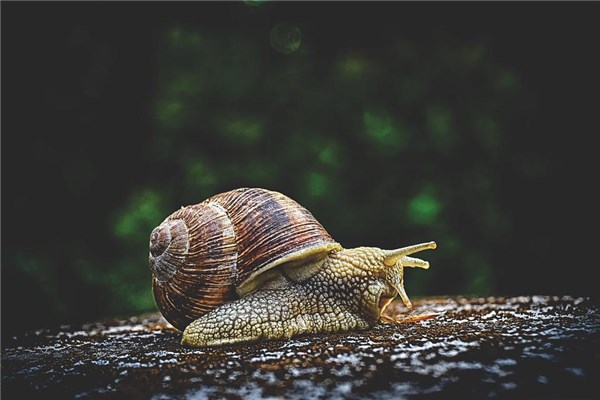 梦到了大蜗牛是什么意思