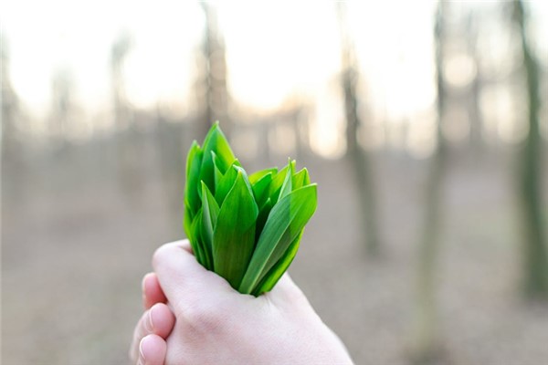 梦到拔韭菜是什么意思