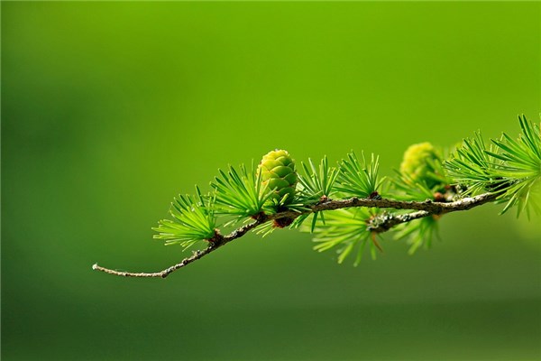 梦见剪树枝是什么意思