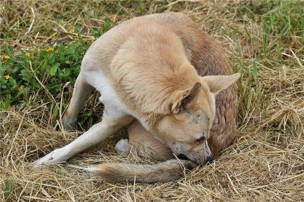 梦见爸爸被狗咬是什么意思