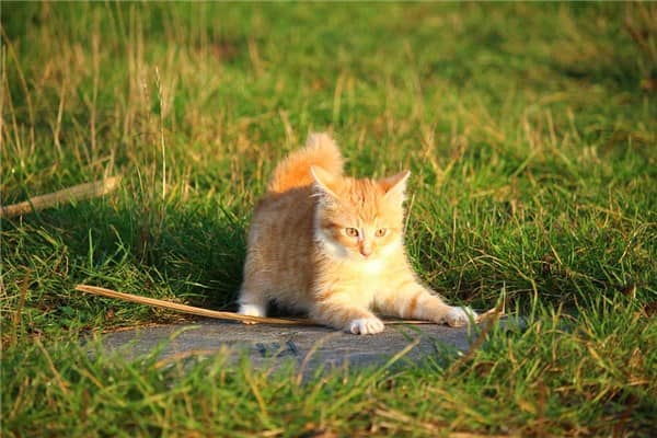 梦见猫抓自己是什么意思