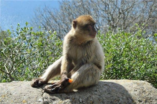 梦到了猴子咬是什么意思