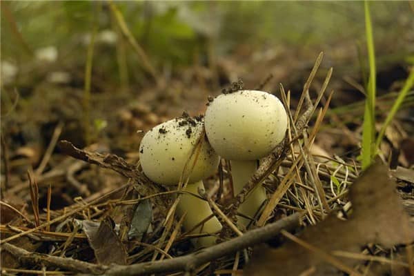 梦到松茸是什么意思