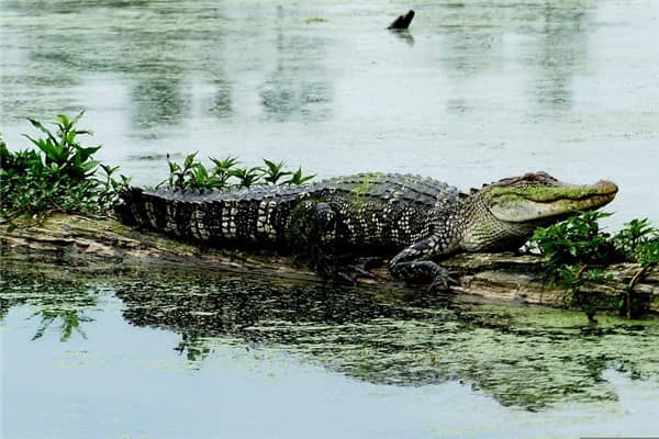 梦到鳄鱼死了是什么意思