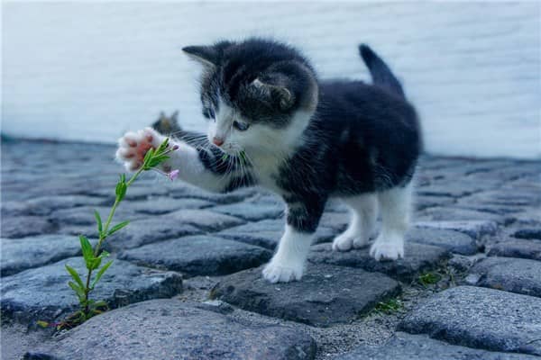 梦到了母猫生小猫是什么意思