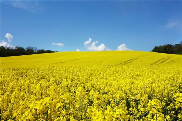 梦到了收油菜是什么意思