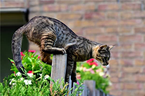 梦到猫尾巴断了是什么意思