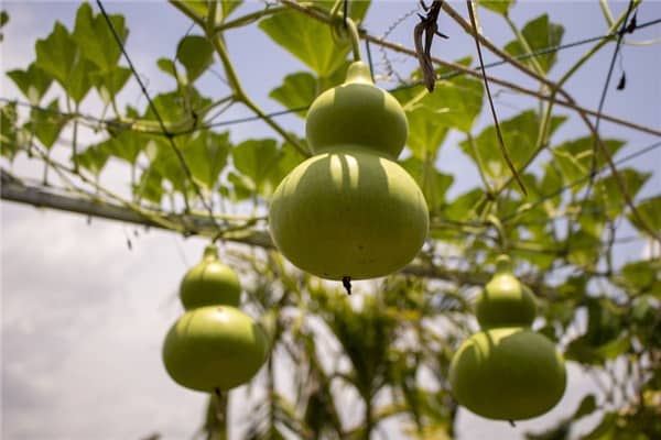 梦到葫芦树是什么意思